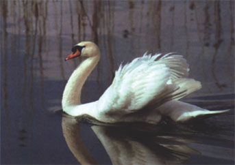 Ein Schwan auf dem See Bild zum Titel Schwanengesang